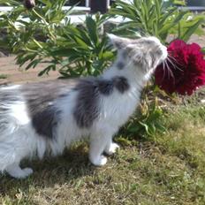 Maine Coon Bianca