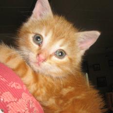 Blanding af racer Bølle