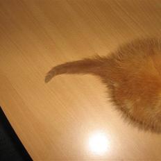 Blanding af racer Bølle