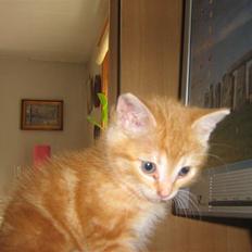 Blanding af racer Bølle