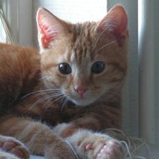 Huskat Henning (død 28 dec 09)