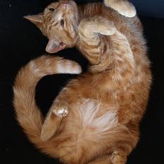 Huskat Henning (død 28 dec 09)