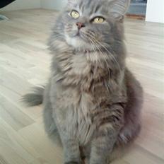 Maine Coon Freja *Flyttet*