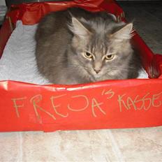 Maine Coon Freja *Flyttet*