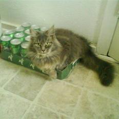 Maine Coon Freja *Flyttet*