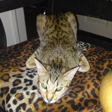 Ocicat bacon