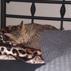 Ocicat bacon