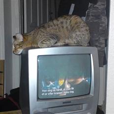 Ocicat bacon