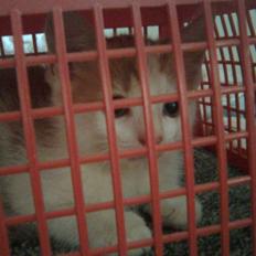 Blanding af racer Lucky-Tismis