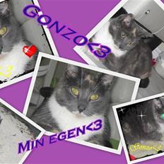 Huskat Gonzo. Hvil i fred.