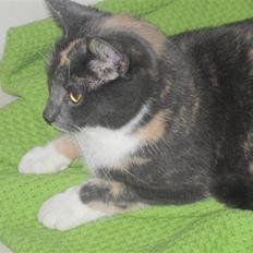 Huskat Gonzo. Hvil i fred.