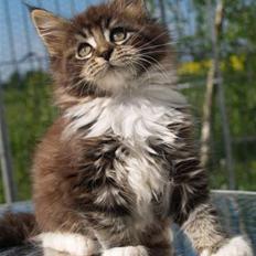 Maine Coon Itai/Chevy.