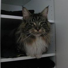 Maine Coon Itai/Chevy.