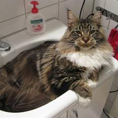 Maine Coon Itai/Chevy.