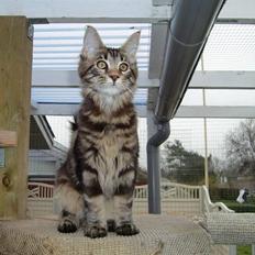 Maine Coon Buller