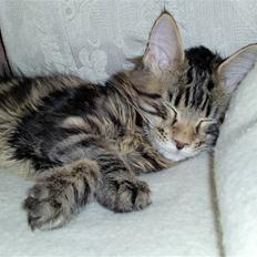 Maine Coon Buller