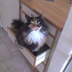 Maine Coon Malou