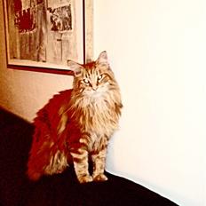 Maine Coon Laban 