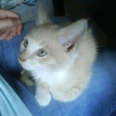 Blanding af racer Peter Plys