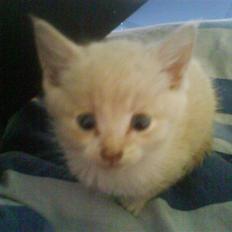 Blanding af racer Peter Plys