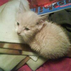 Blanding af racer Peter Plys