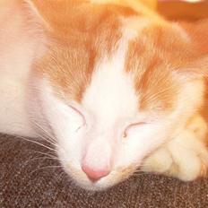 Blanding af racer Oli. 