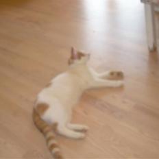 Blanding af racer Oli. 