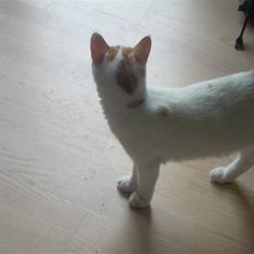 Blanding af racer Oli. 