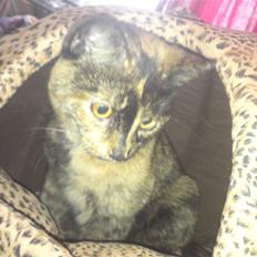 Huskat R.I.P Tracy 1år. :'(