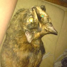 Huskat R.I.P Tracy 1år. :'(