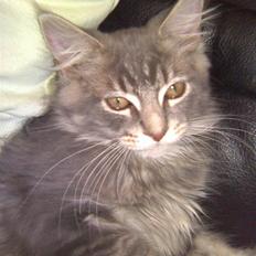 Maine Coon Jacob (Darling)