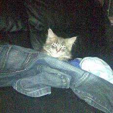 Maine Coon Jacob (Darling)