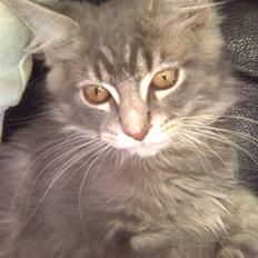 Maine Coon Jacob (Darling)