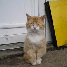 Blanding af racer Kasper (my boy)