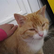 Blanding af racer Kasper (my boy)