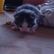 Blanding af racer Blue eyes' mister grey