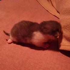 Blanding af racer Blue eyes' mister grey