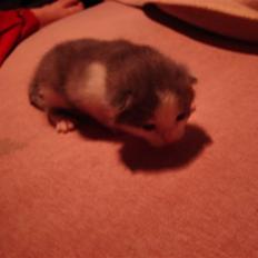 Blanding af racer Blue eyes' mister grey