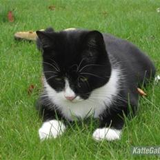 Blanding af racer Thor