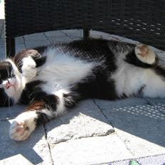 Blanding af racer Thor