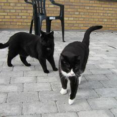 Blanding af racer Thor