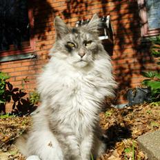 Maine Coon Pjuske