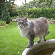 Maine Coon Pjuske