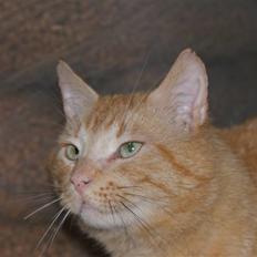 Blanding af racer Garfield <3