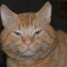 Blanding af racer Garfield <3