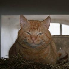 Blanding af racer Garfield <3