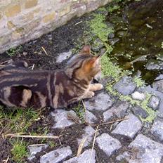 Blanding af racer Bettemis