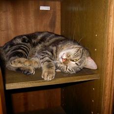 Blanding af racer Bettemis