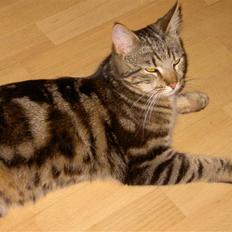 Blanding af racer Bettemis