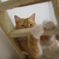 Blanding af racer Enya